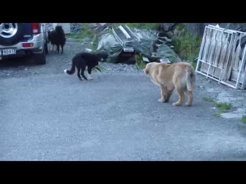 Video: Tibetansk Mastiff Hund Hunderace Allergivenlig, Sundhed Og Levetid