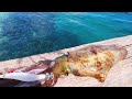 Incredibly Clear Water Squid Fishing