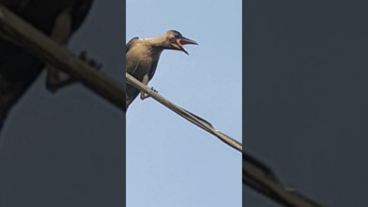 Baby Crow Crowing Sounds Compilation Sounds 🍁🍁🌿🌿❤️‍🩹❤️‍🩹♥️♥️🌹🌹🎊🎊💝💝💐💐