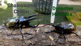 EP.22 Chalcosoma Chiron vs Dynastes Hercules. Rhinocerosbeetle's battle.