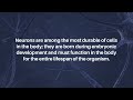 Aging and Neuronal Death | Aging-US