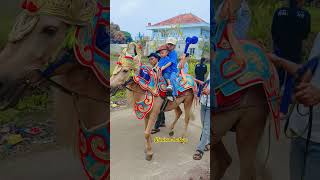 dance horse