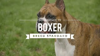 BOXER DOG UKC BREED STANDARD