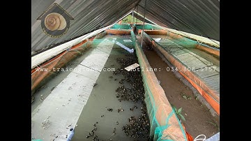 Trại Cung Cấp Ốc Bươu Đen Giống 2 - 3 - 4 Tuần Tuổi ✅