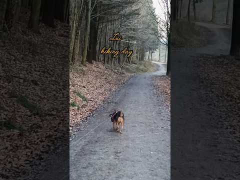 Lui hikes in the woods  #shorts #dog #hund #hiking #wandern