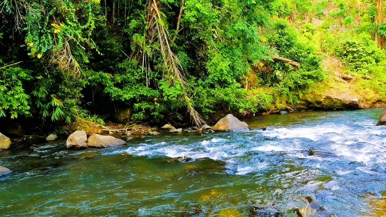 Natural River Flow Sounds in Nature | White Noise Ambience