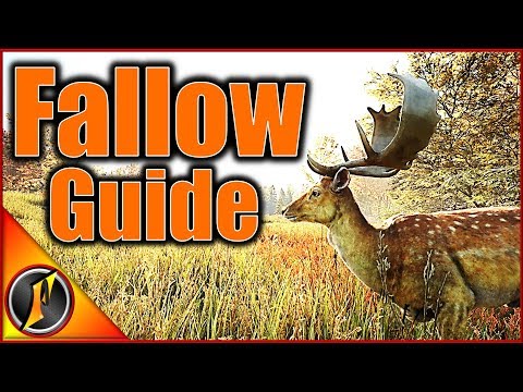 Fallow Deer Guide | theHunter Call of the Wild