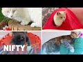 5 Adorable DIY Projects For Your Cat 5 Adorable DIY Projects For Your Cat