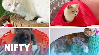 5 Adorable DIY Projects For Your Cat