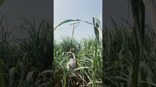 गन्ना में छिड़काऊ कर रहे है ?vairal sorts khetibadi farming farm youtubeshorts