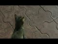paws and hugs  is live