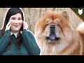 5 Reasons You SHOULD NOT GET A CHOW CHOW! の動画、YouTube動画。