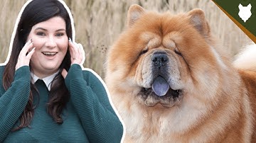 5 Reasons You SHOULD NOT GET A CHOW CHOW!