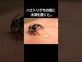 ハエトリグモの前に水滴を置くと...