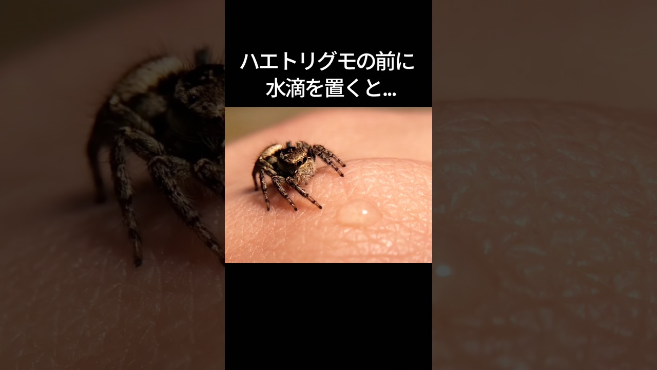ハエトリグモの前に水滴を置くと...