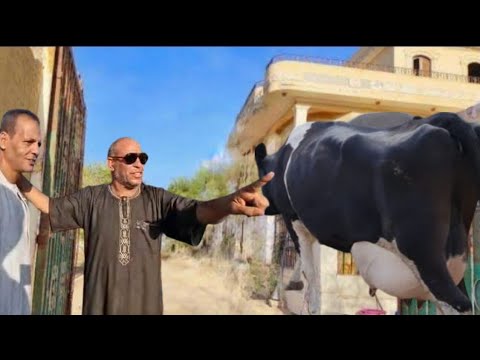 المهندس علاء البعل طلع روح امه النهارده لما عرف يسلك البقر دا من بين تجار سوق طنطا ربنا يعينك يابغل