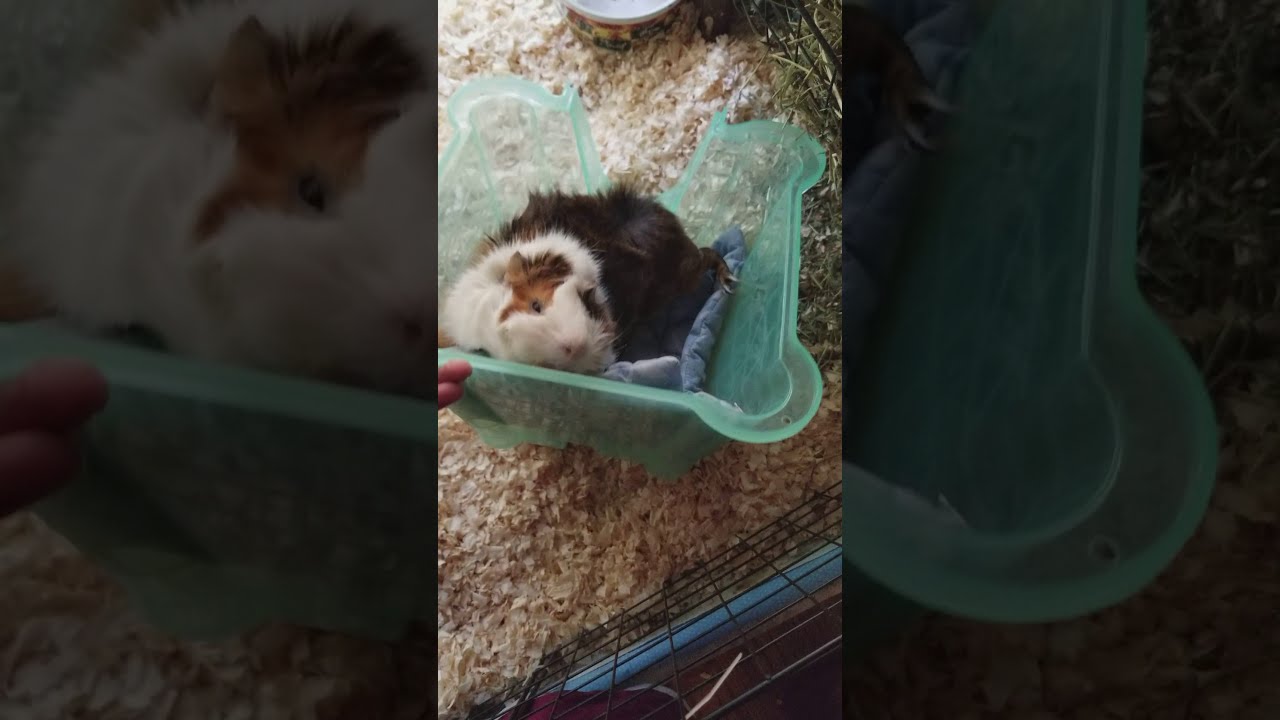 My Two Guinea Pigs Died In Front Of Us 🥺..... - YouTube