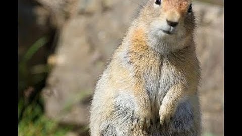 The Ground Squirrels (And Antelope Squirrels) of North America