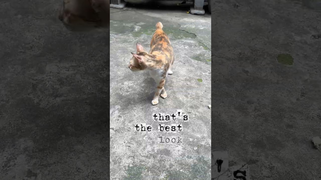 That’s the best look | Cat Meme 