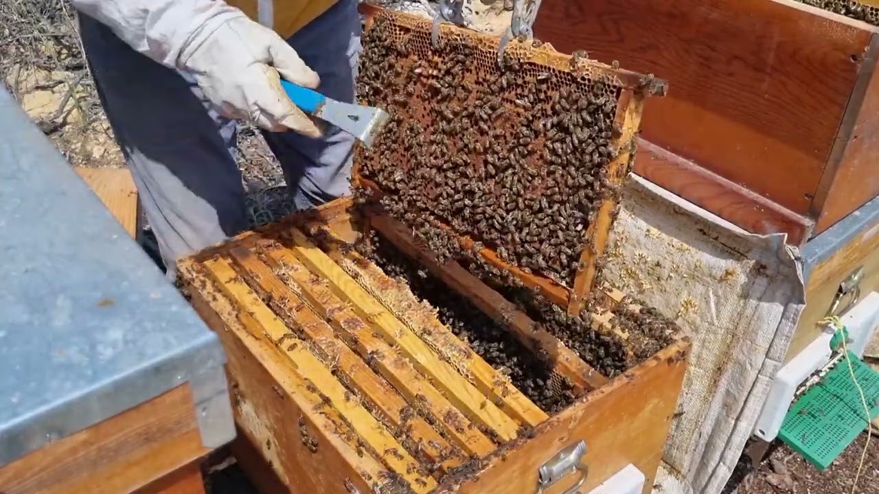 Hiç Görülmedik, Ana Arı Izgarası Uygulaması. 