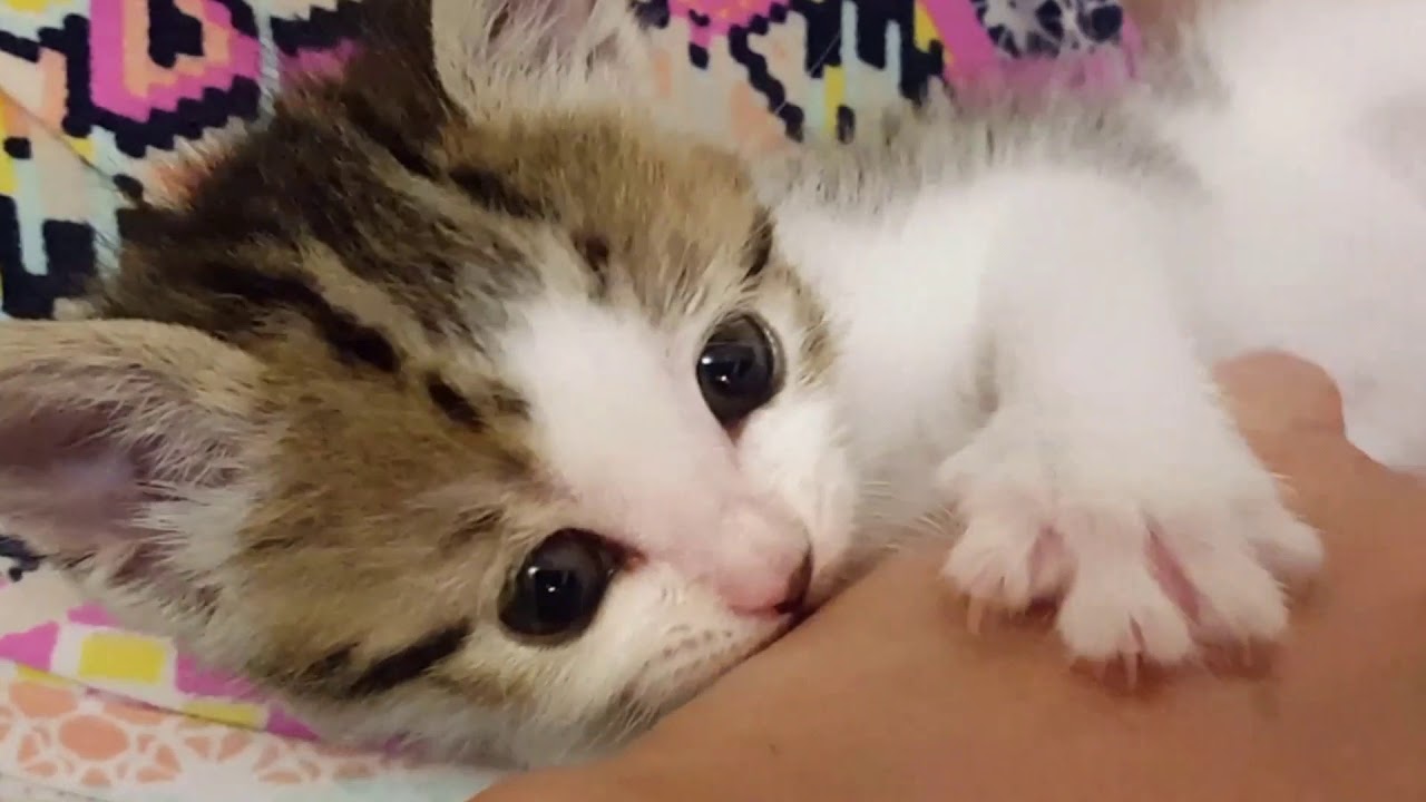 Orphan Rescue Kitten Archie Day 14