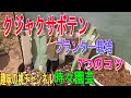 【クジャクサボテン】プランター栽培　7つのコツ　23/5/23