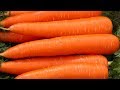 Посадка моркови весной. Делайте так, чтобы урожая хватало до нового, а морковь вырастала ОГРОМНАЯ!