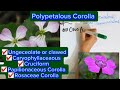 Polypetalous condition|Unguiculate|Caryophyllaceaous|Cruciform|Rosacaous|Papilionaceous Corolla