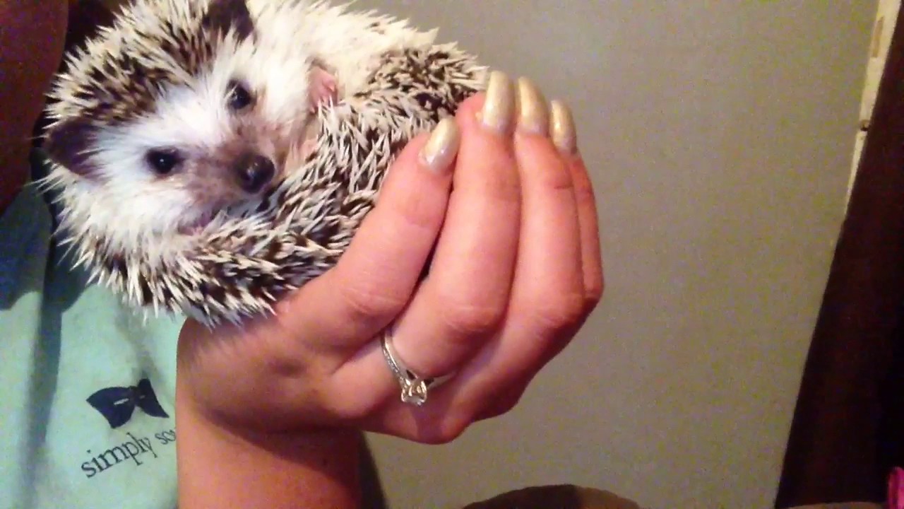 Cute hedgehog nose wiggling YouTube