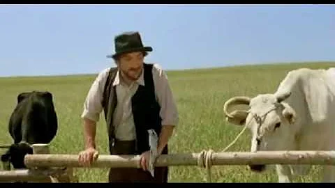 Che razza è la mucca bianca?