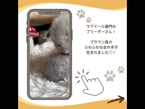 可愛い♡にゃんこ紹介♪ #子猫のいる暮らし #ラグドール子猫 #子猫ブリーダーナビ