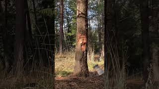 blood Comes out of tree when being cut  blood Comes out of tree when being cut 