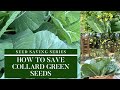 How to Save Collard Green Seeds|Seed Saving Series|Saving Seeds Tips