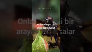Hepsi Bir Araya Gelse, Bir Sinek Dahi Yaratamazlar. Dini Videolar Islami Sözler Kuran Dinle Ayetler
