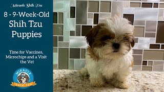 8-9 Week Old Shih Tzu Puppy Development