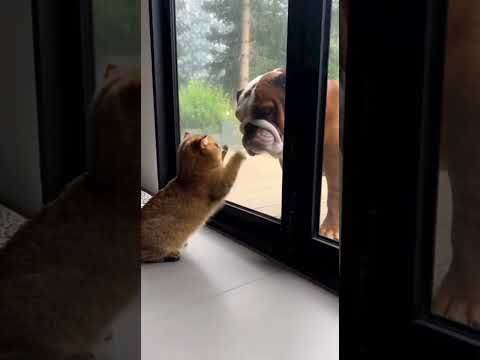 ガラス窓を挟んで短足マンチカンがブルドッグを威嚇するも・・ #猫おもしろ #どんでん返し #fyp