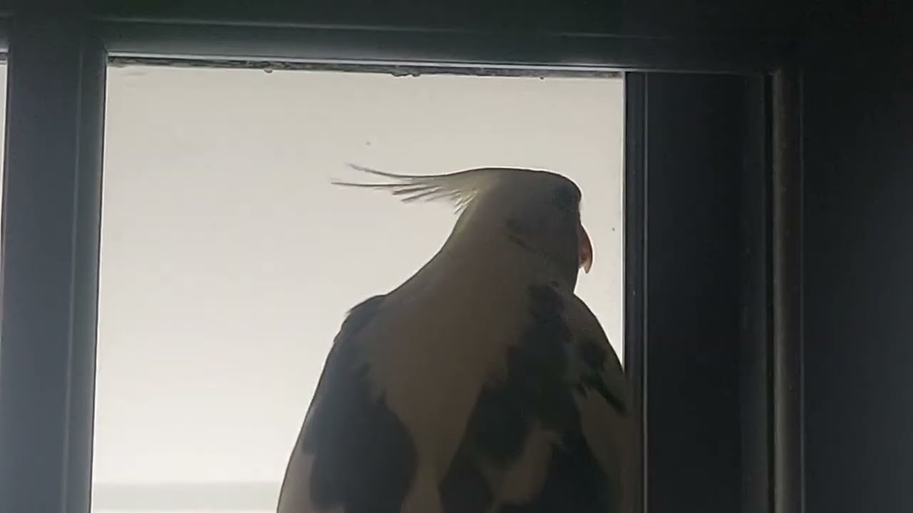 Cute Cockatiel Whistle its own Song ! 