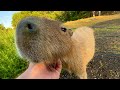 How to Catch and Cook Capybara (real)