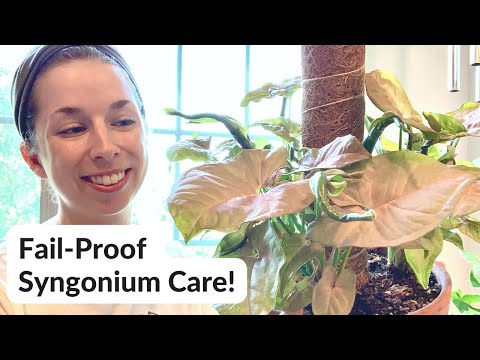 वीडियो: सिनगोनियम फूल: विवरण, फोटो, घरेलू देखभाल