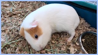 Guinea pig naps