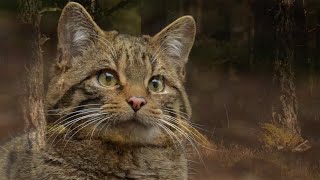 Clinging by a claw  Can you help the Scottish wildcat?