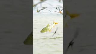 Fish vs Bird | 4KUHD | Blue planet ll | BBC Earth