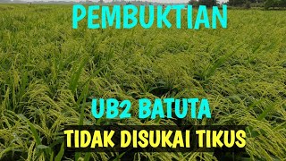 PEMBUKTIAN PADI ANTI TIKUS UB2 BATUTA