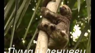 Пума и ленивец.(Это видео создано с помощью видеоредактора YouTube (http://www.youtube.com/editor), 2015-05-23T11:55:24.000Z)