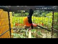 Murai Batu Anda Langsung Gacor Abis Mp3 - Mp4 Download
