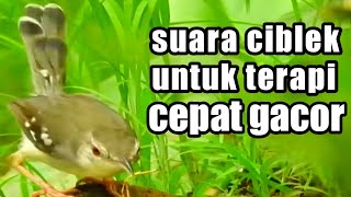 TERAPI CIBLEK suara ciblek betina dan ciblek jantan untuk ciblek macet.