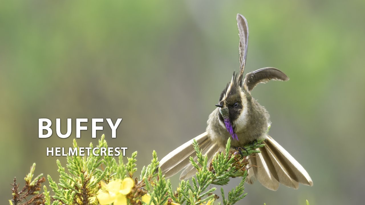 Buffy Helmetcrest 
