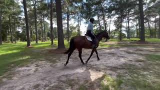Diva- Flat Work