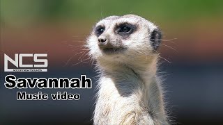 Diviners - Savannah (Acoustic) (feat. Philly K) [NCS Release]