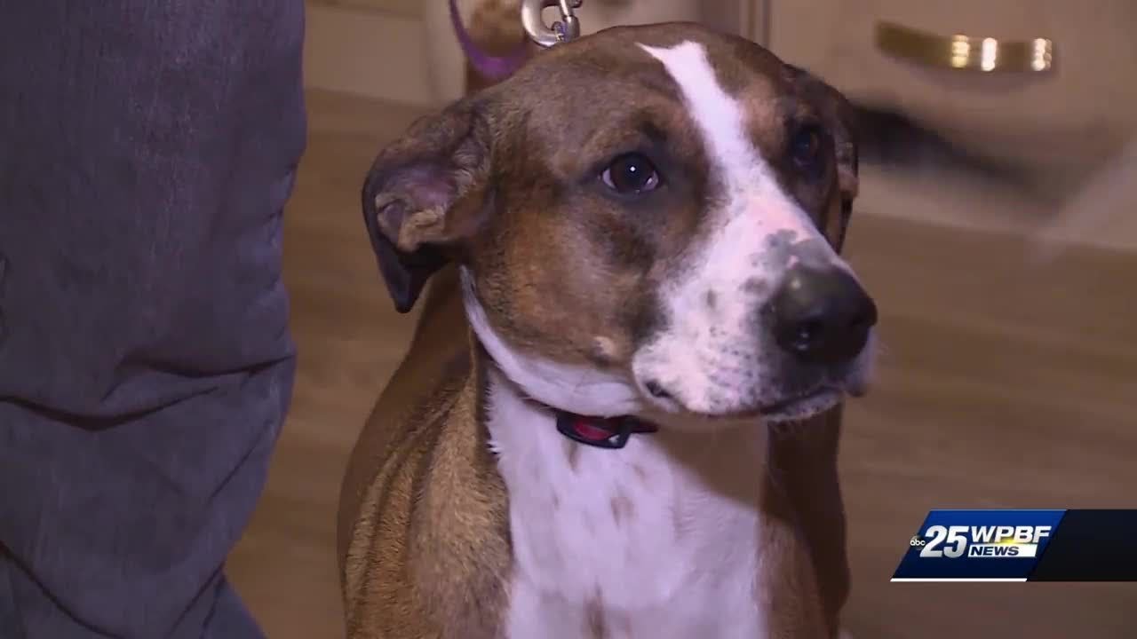 Hero dog! Local woman says dog saved her life - YouTube